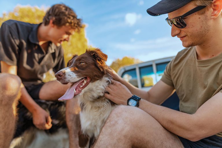 Mid frame photo of man patting brand and white border collie. Background includes man out of focus in the back of a vehicle tray