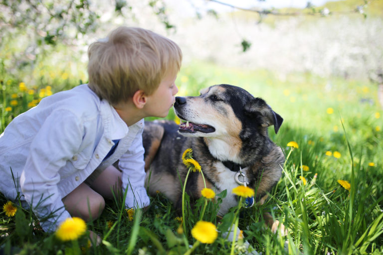 Young boy kneeling down on grass to give his old black and brown kelpie a kiss on the snout.