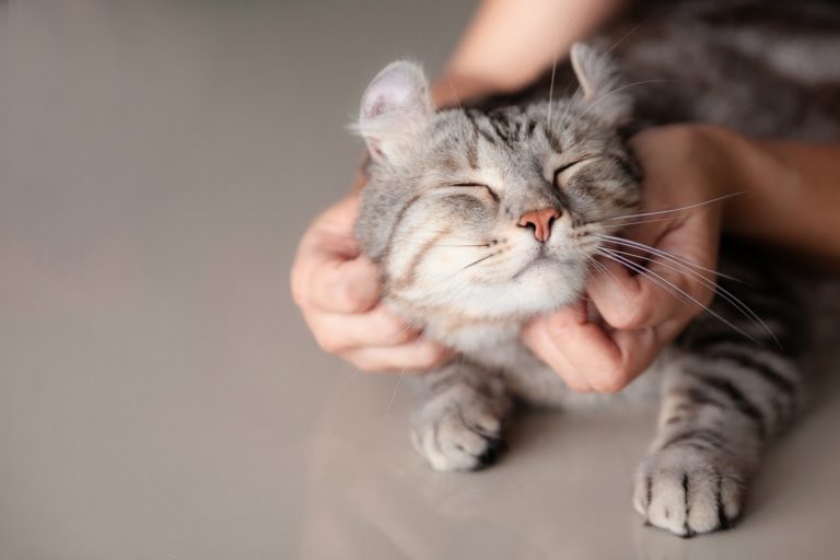 happy cat getting neck patted with pet owner