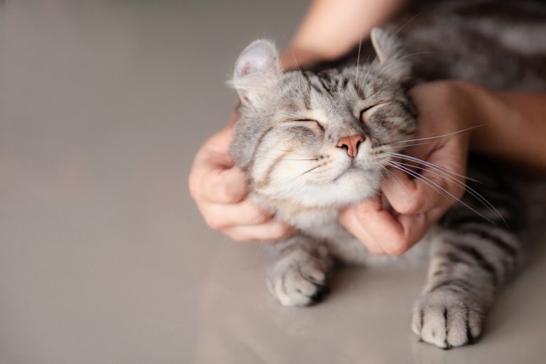 A close-up of a very happy cat getting his neck stretched by pet owner